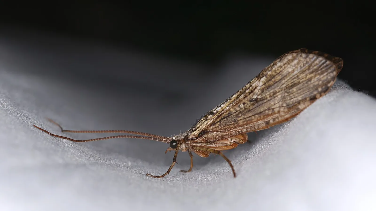 Friganea maggiore (Phryganea grandis)