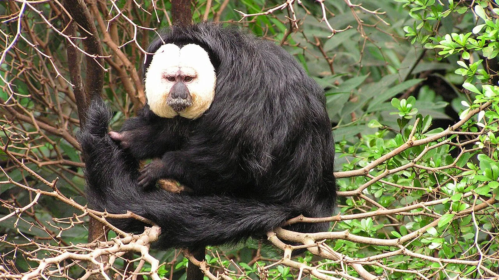 Saki dalla faccia bianca (Pithecia pithecia)