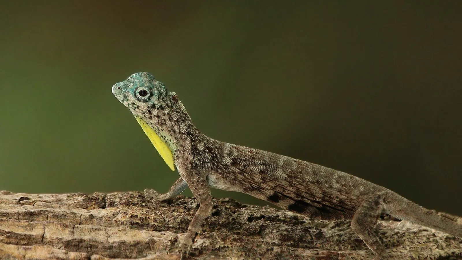 Lucertola volante (Draco volans)