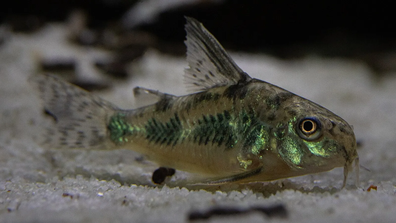 Pesce corydoras marmorizzato (Corydoras paleatus)