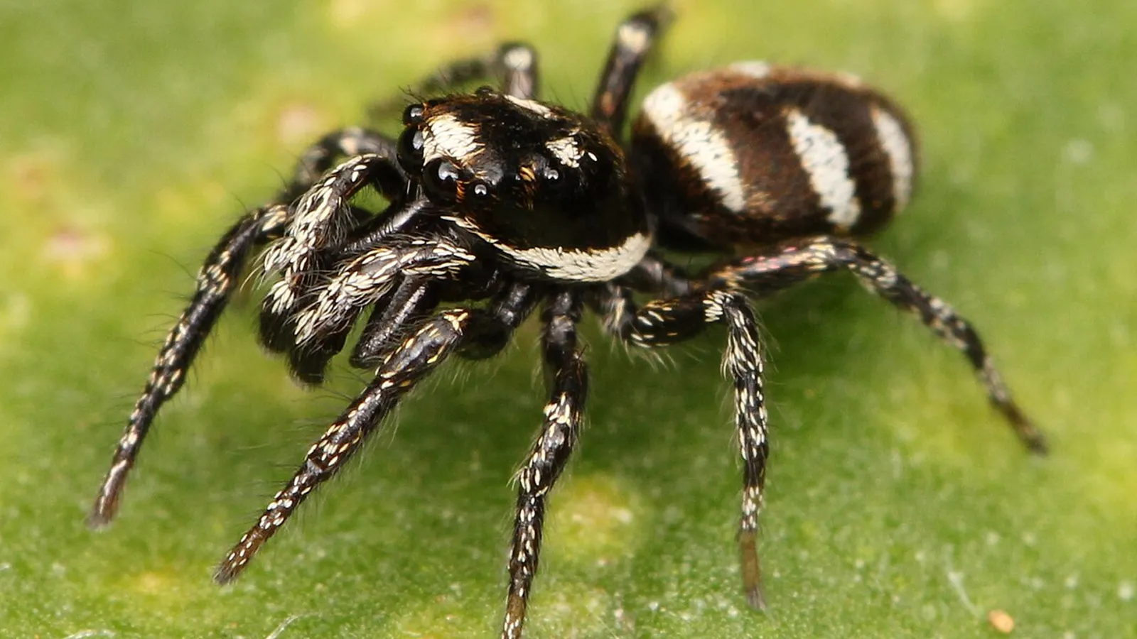 Ragno saltatore zebrato (Salticus scenicus)
