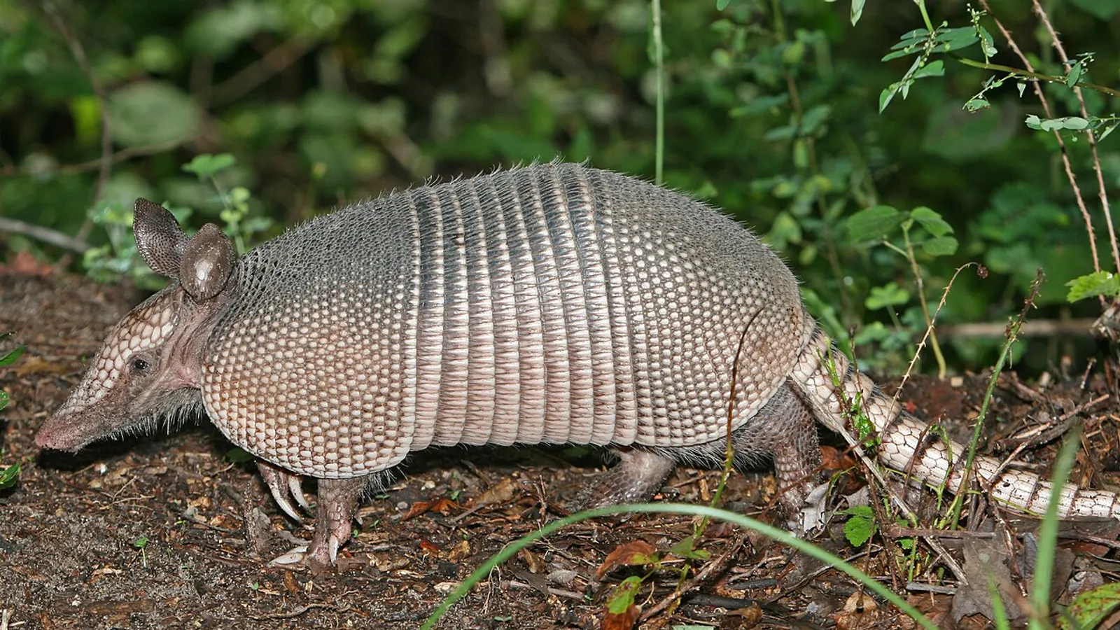 Armadillo a nove fasce (Dasypus novemcinctus)