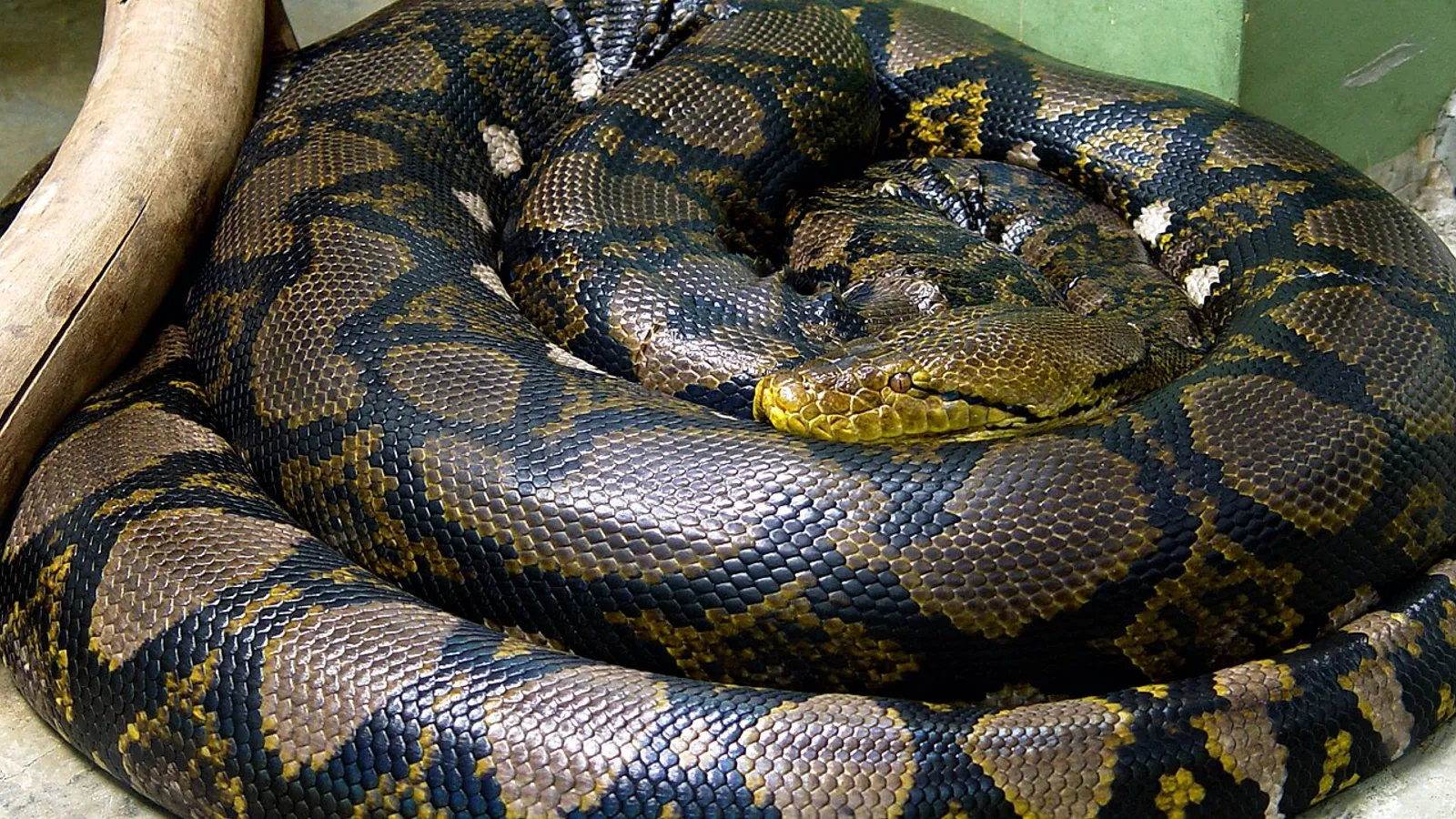 Pitone reticolato (Malayopython reticulatus)