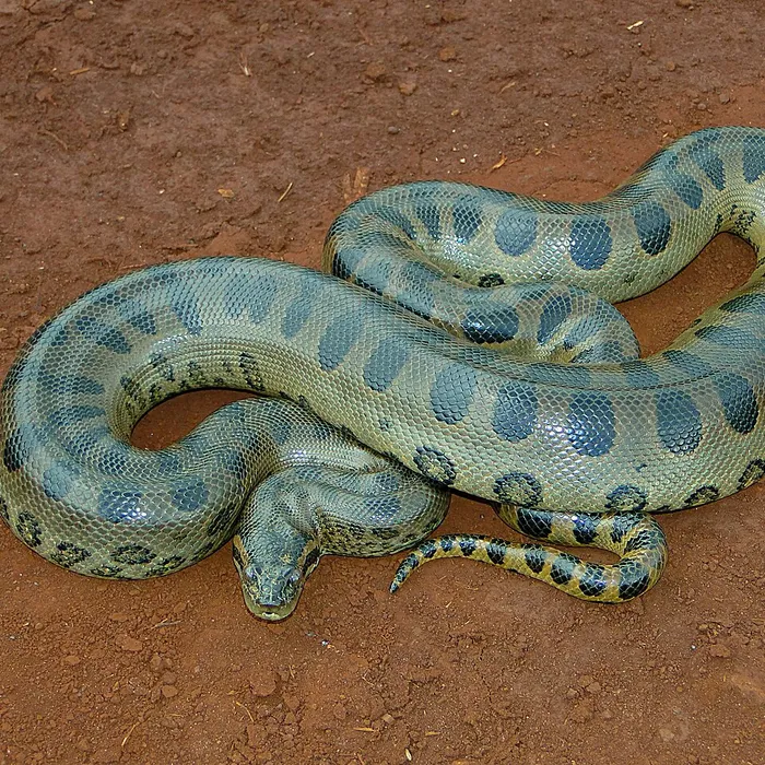 Anaconda verde (Eunectes murinus)