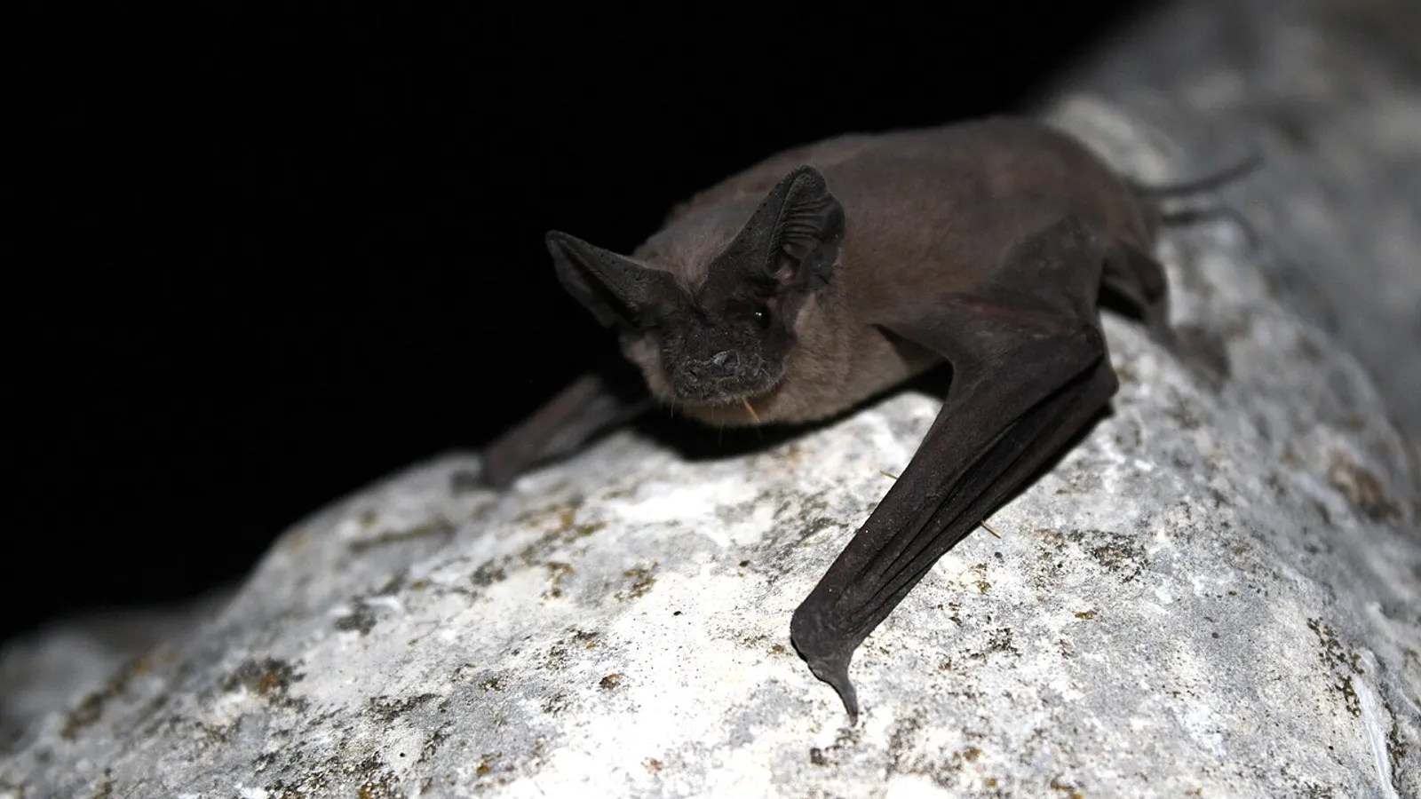 Pipistrello molosso messicano (Tadarida brasiliensis)