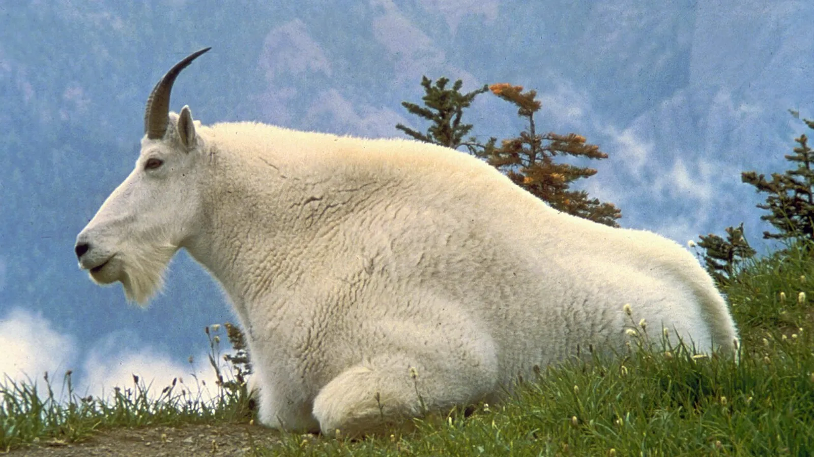 Capra delle nevi (Oreamnos americanus)