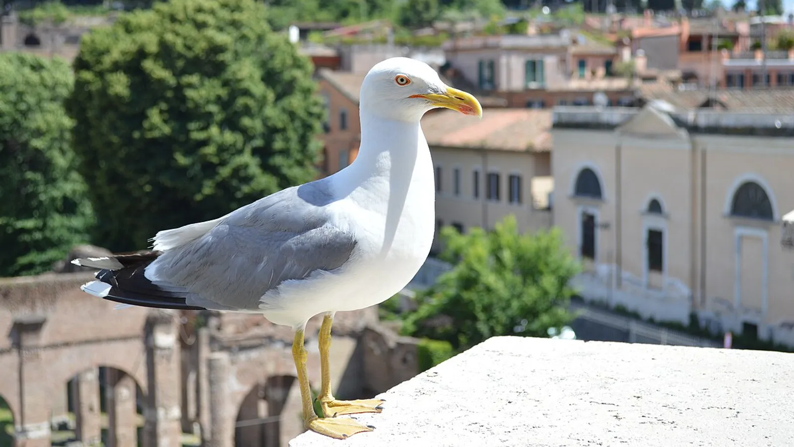Yellow-legged gull (Larus michahellis)