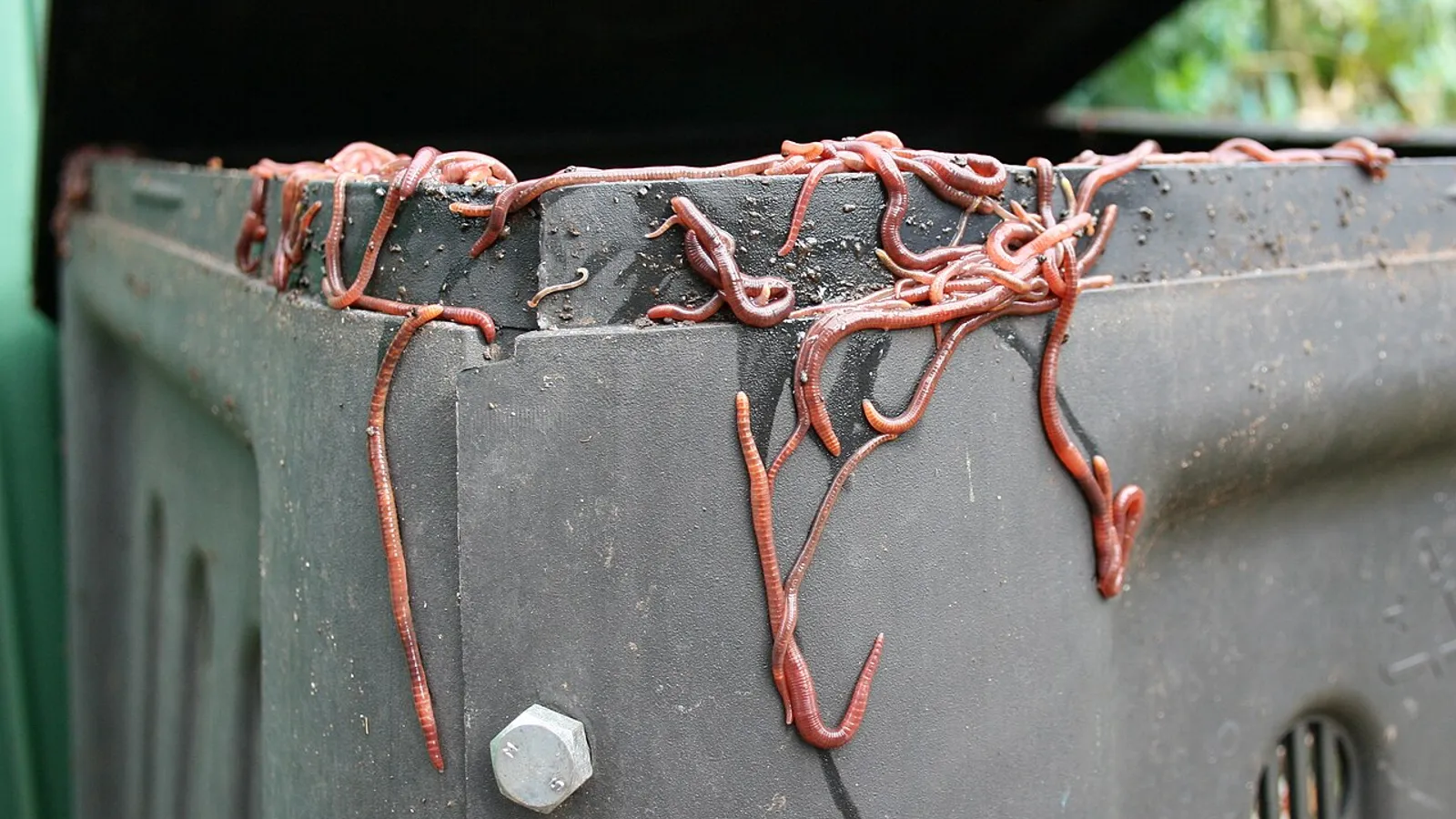 Lombrico rosso del compost (Eisenia fetida)
