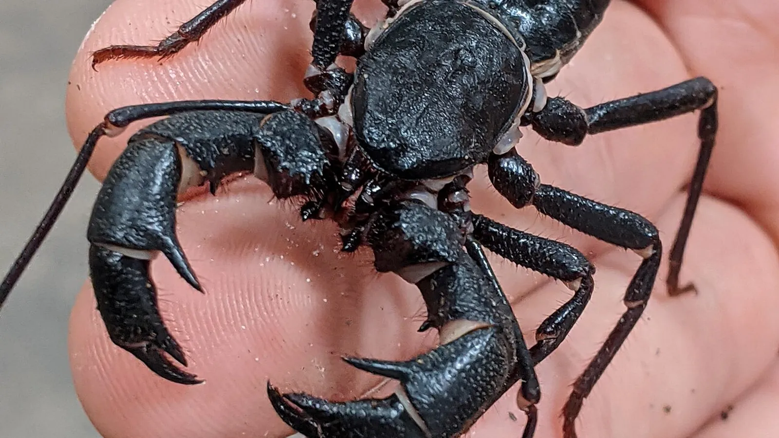 Scorpione della frusta (Mastigoproctus giganteus)