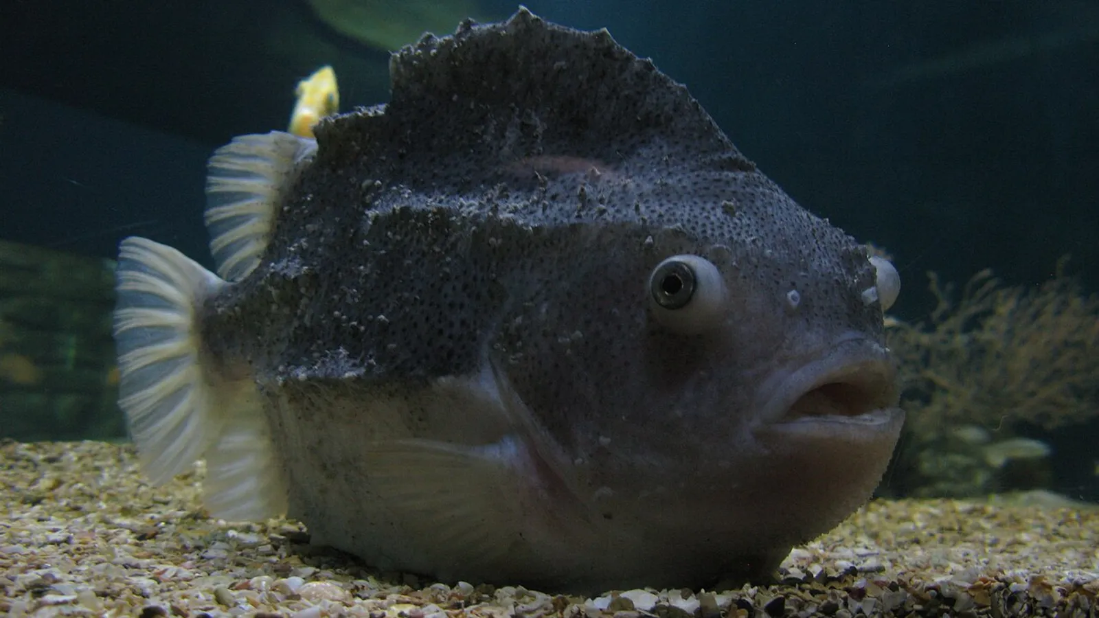 Cyclopterus (Cyclopterus lumpus)