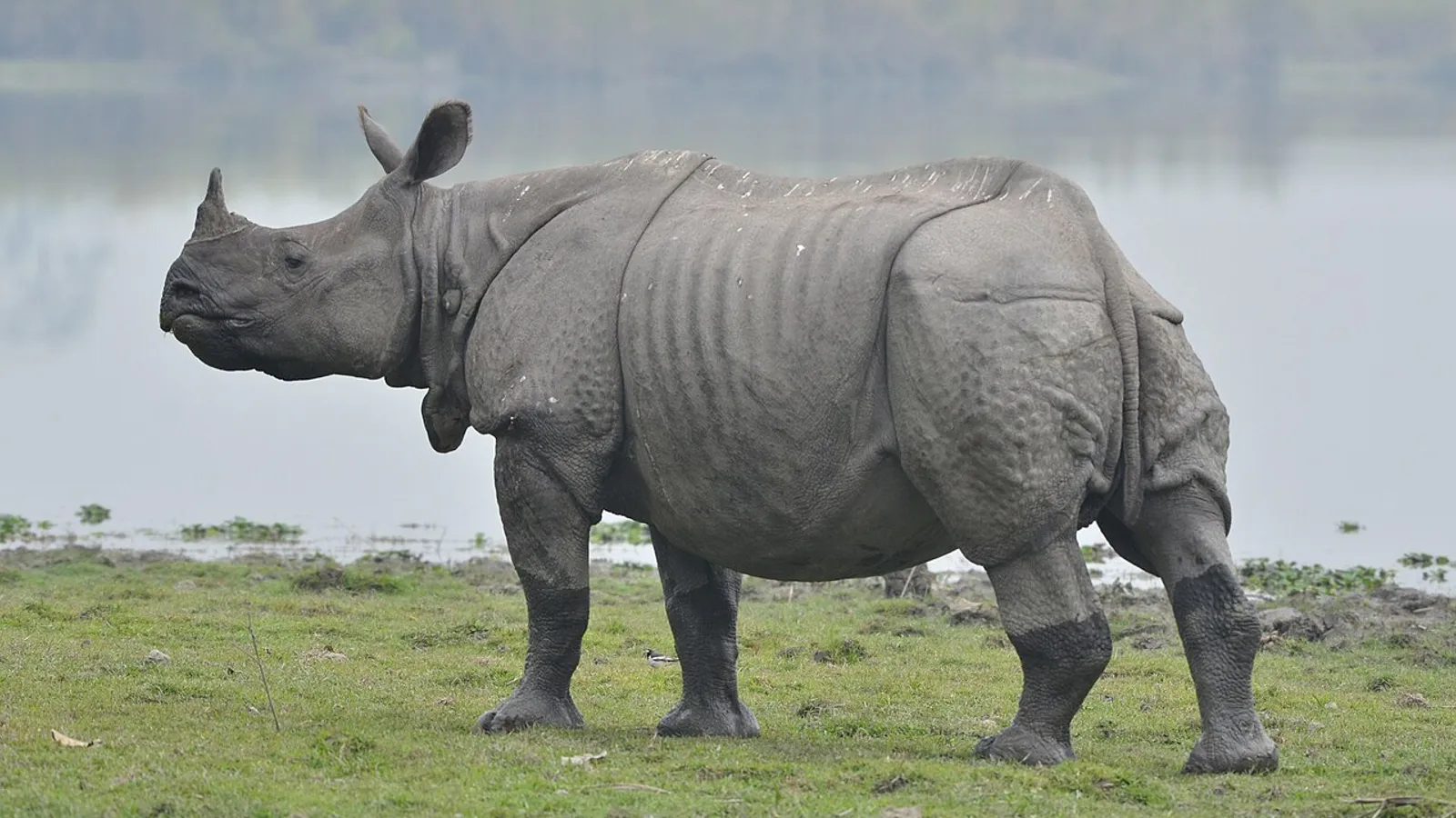 Rinoceronte indiano (Rhinoceros unicornis)