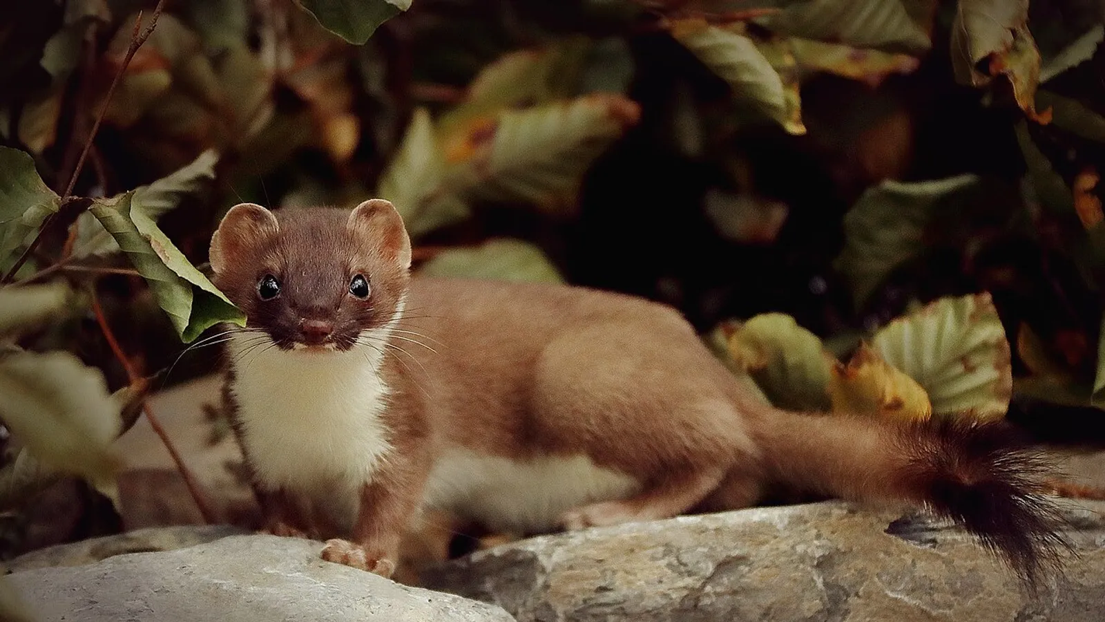 Ermellino (Mustela erminea)