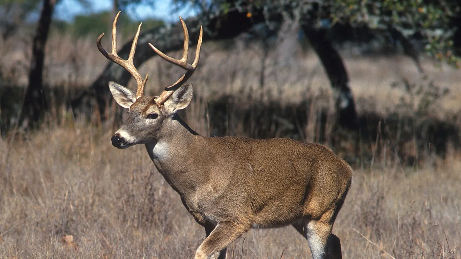 Cervo dalla coda bianca (Odocoileus virginianus)