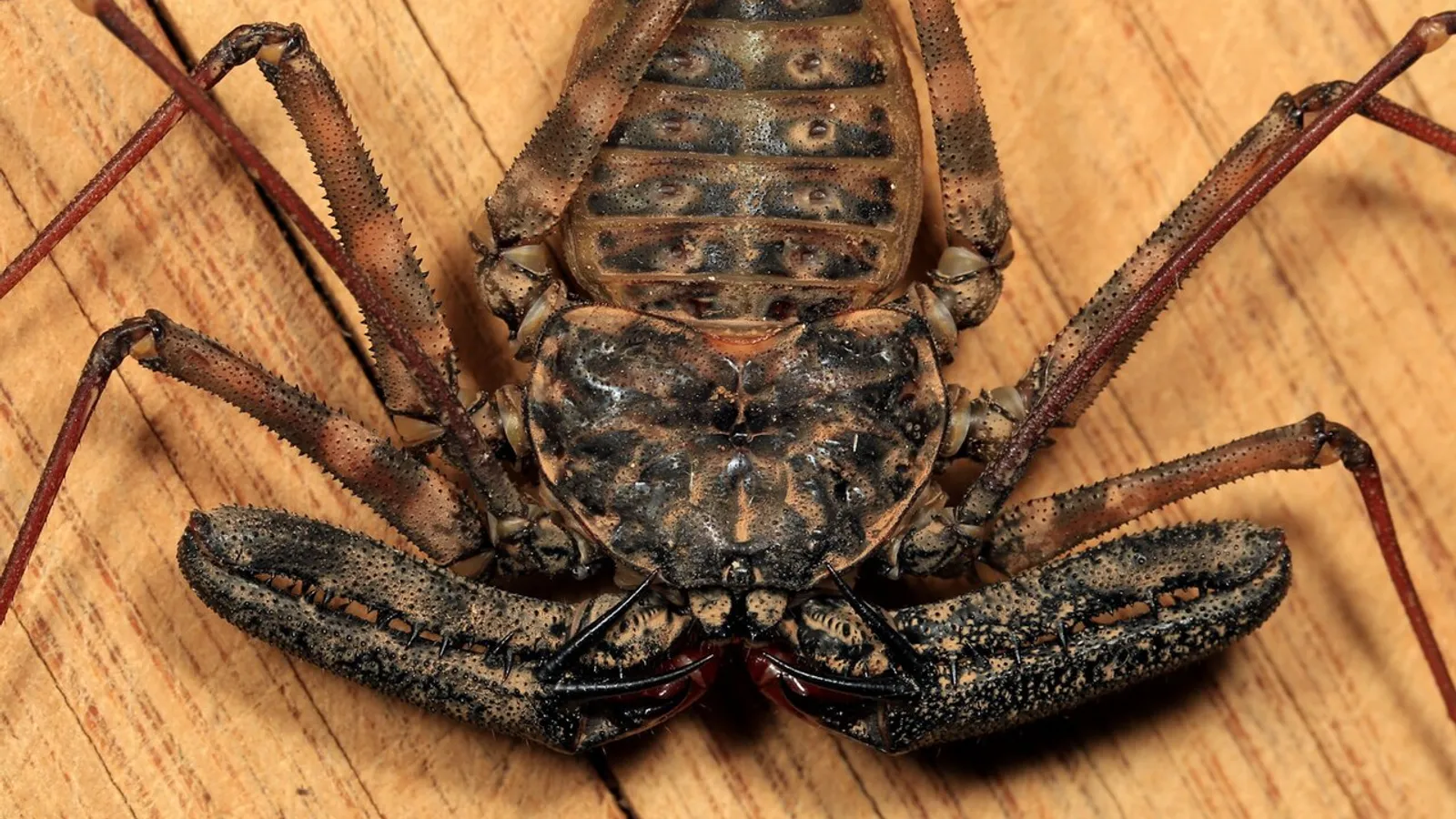 Amblipigio (Damon variegatus)