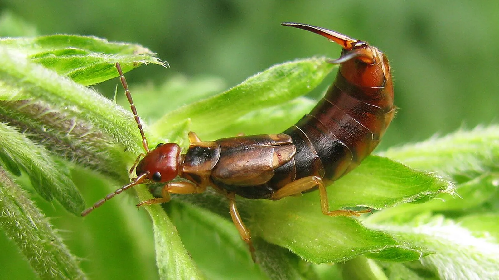 Forbicina comune (Forficula auricularia)