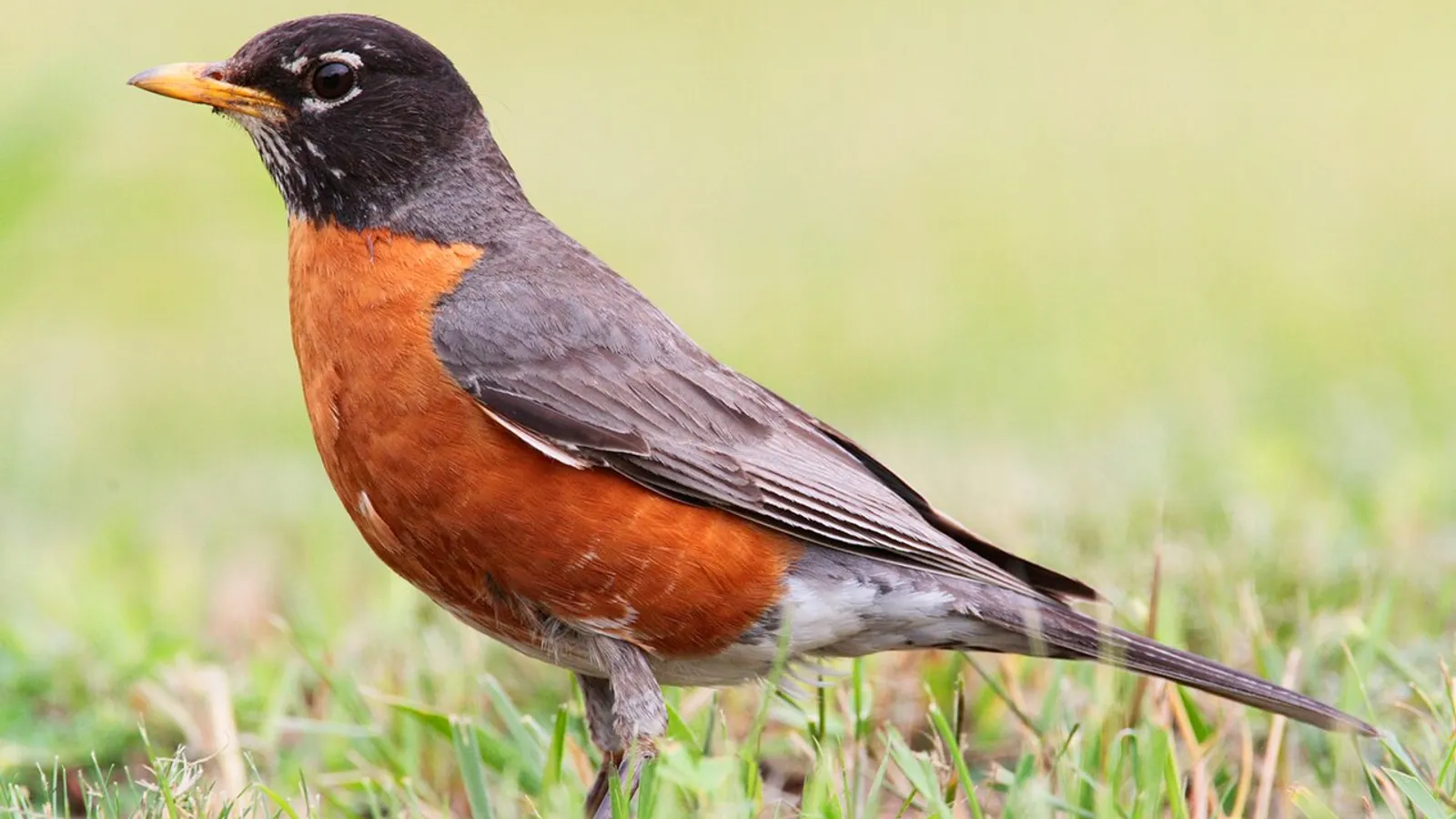Tordo migratore (Turdus migratorius)
