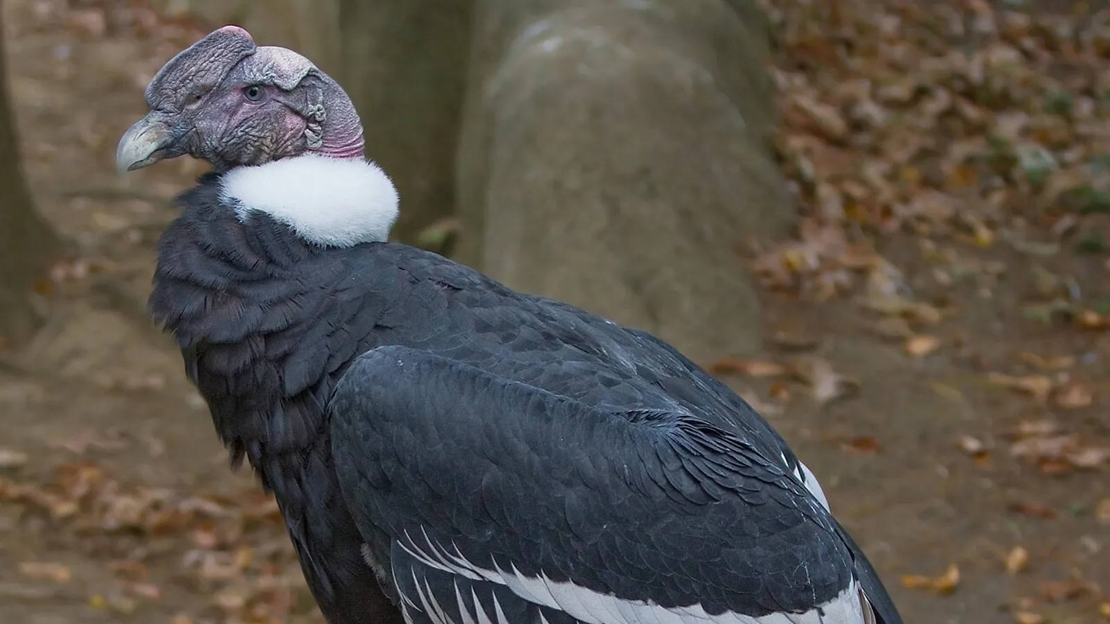Condor delle Ande (Vultur gryphus)