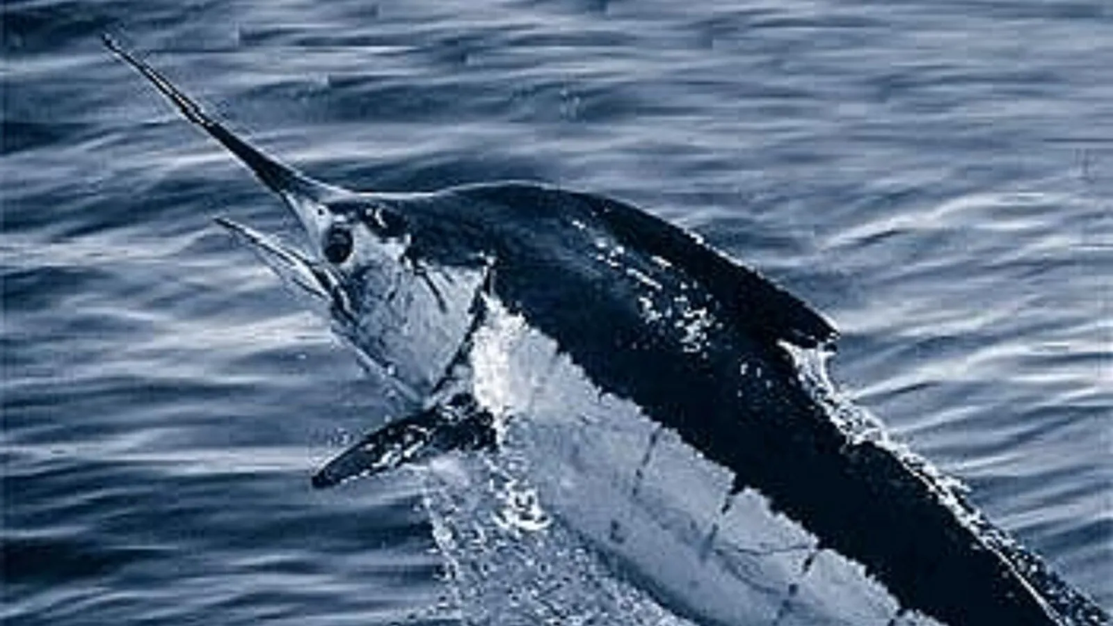 Marlin azzurro (Makaira nigricans)