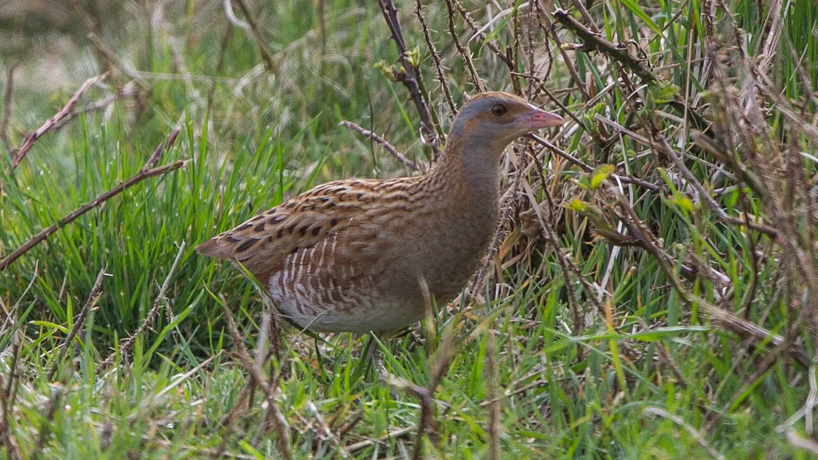 Re di quaglie (Crex crex)