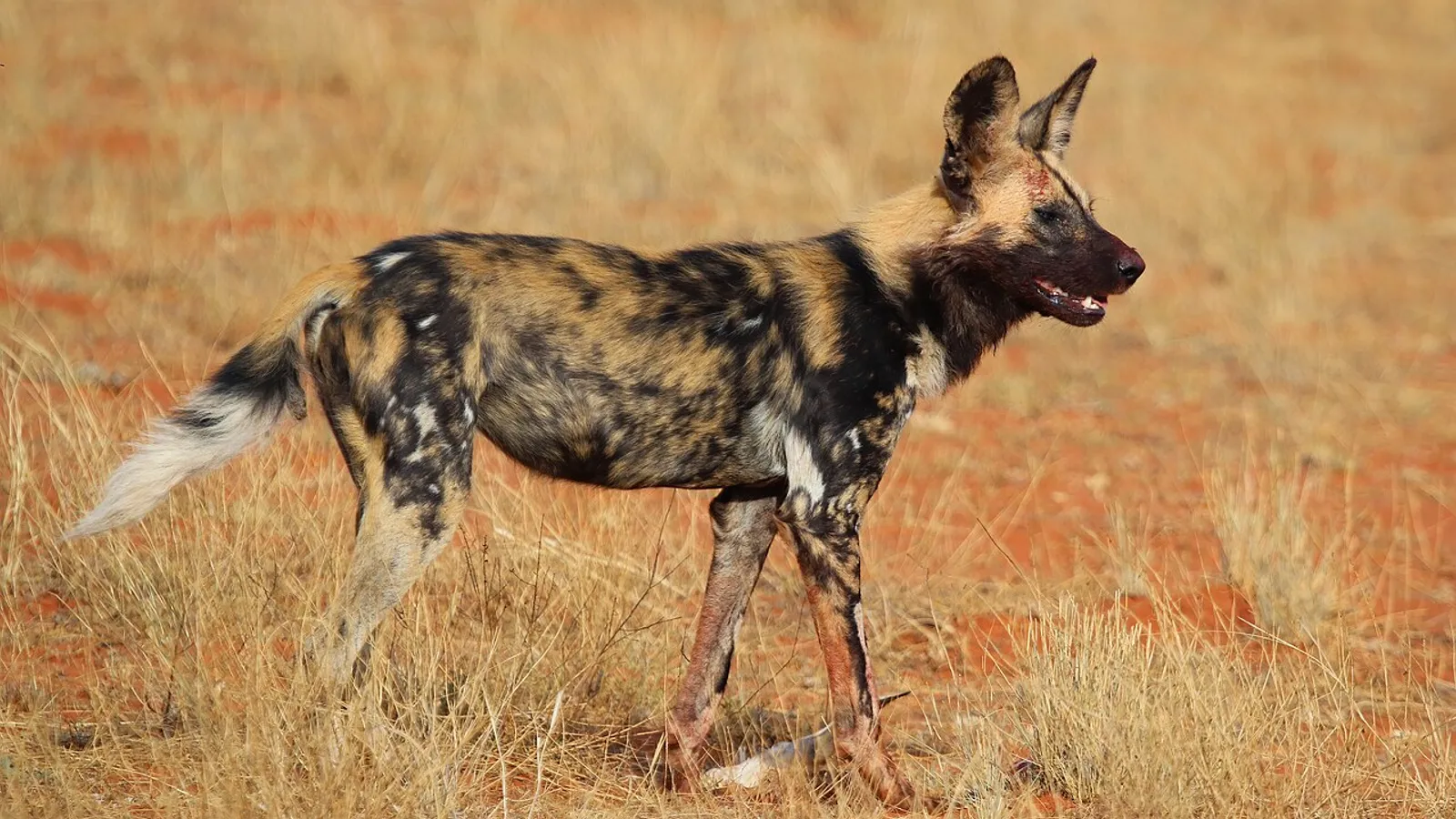 African wild dog (Lycaon pictus)