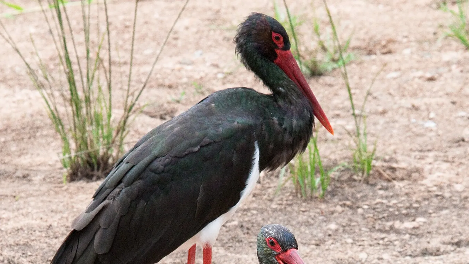 Cicogna nera (Ciconia nigra)