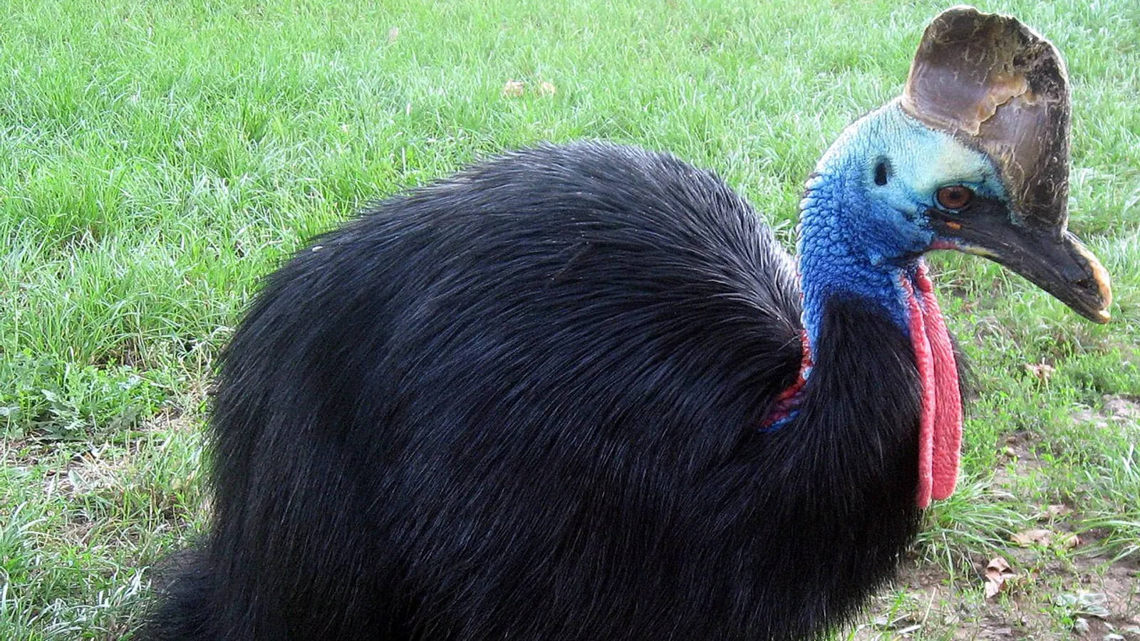 Casuario (Casuarius casuarius)