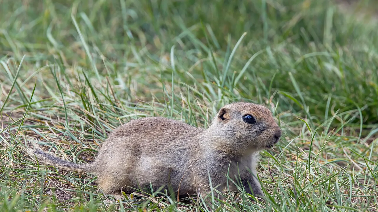Scoiattolo di terra di Richardson (Urocitellus richardsonii)