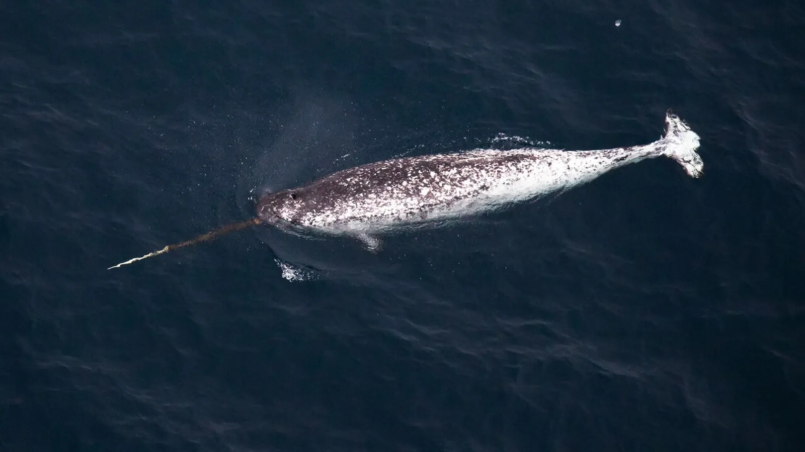 Narvalo (Monodon monoceros)