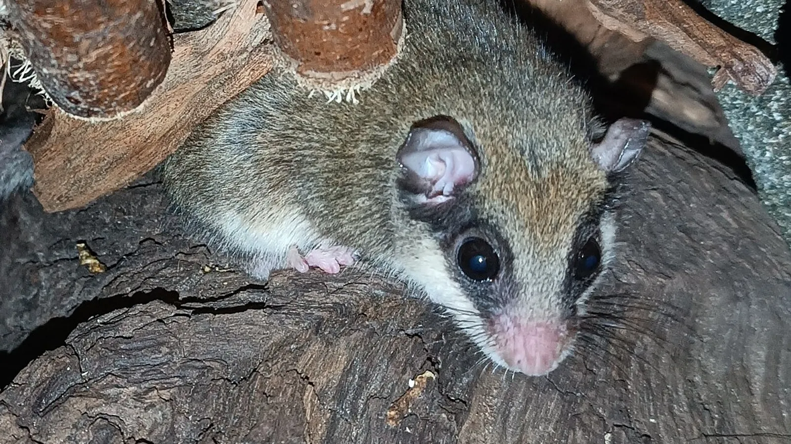Ghiro driomio (Dryomys nitedula)