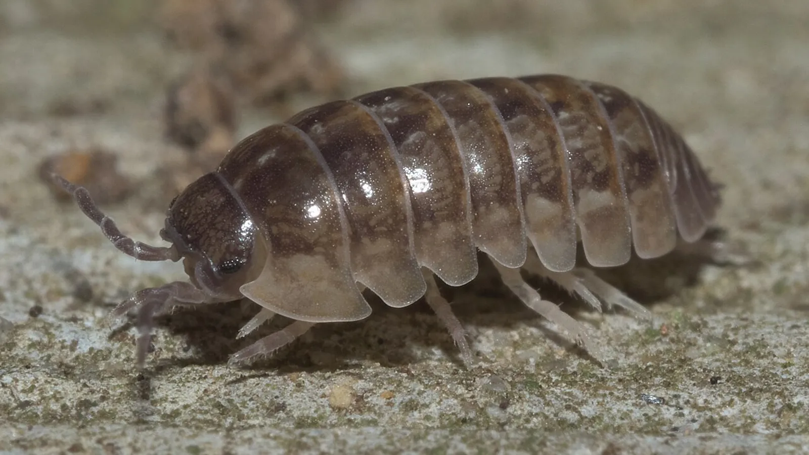 Porcellino di terra (Armadillidium vulgare)