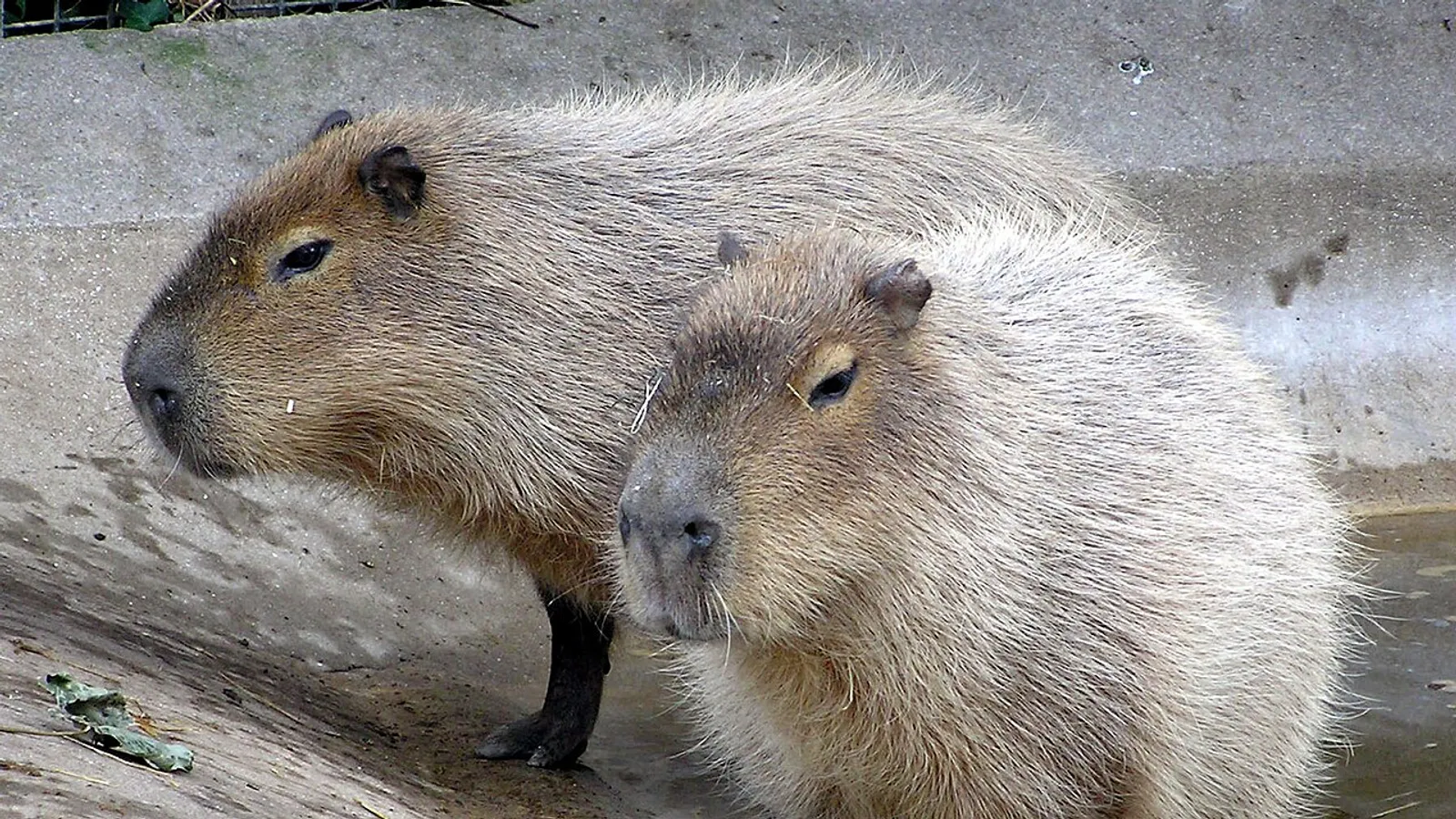 Capibara (Hydrochoerus hydrochaeris)