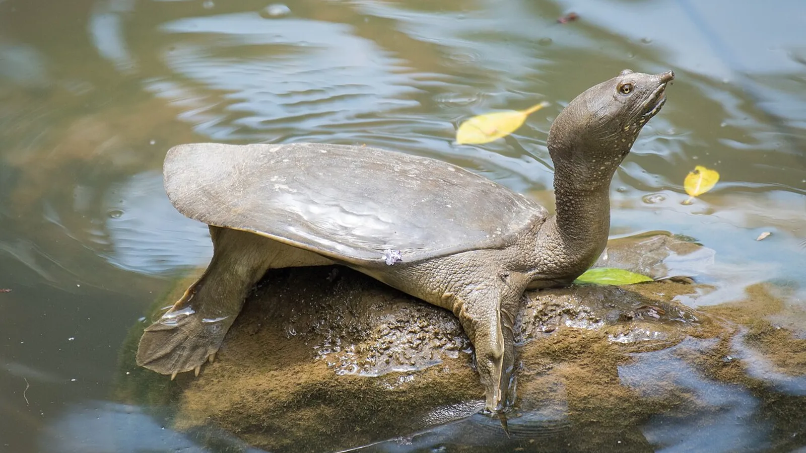 Chinese softshell turtle (Pelodiscus sinensis)