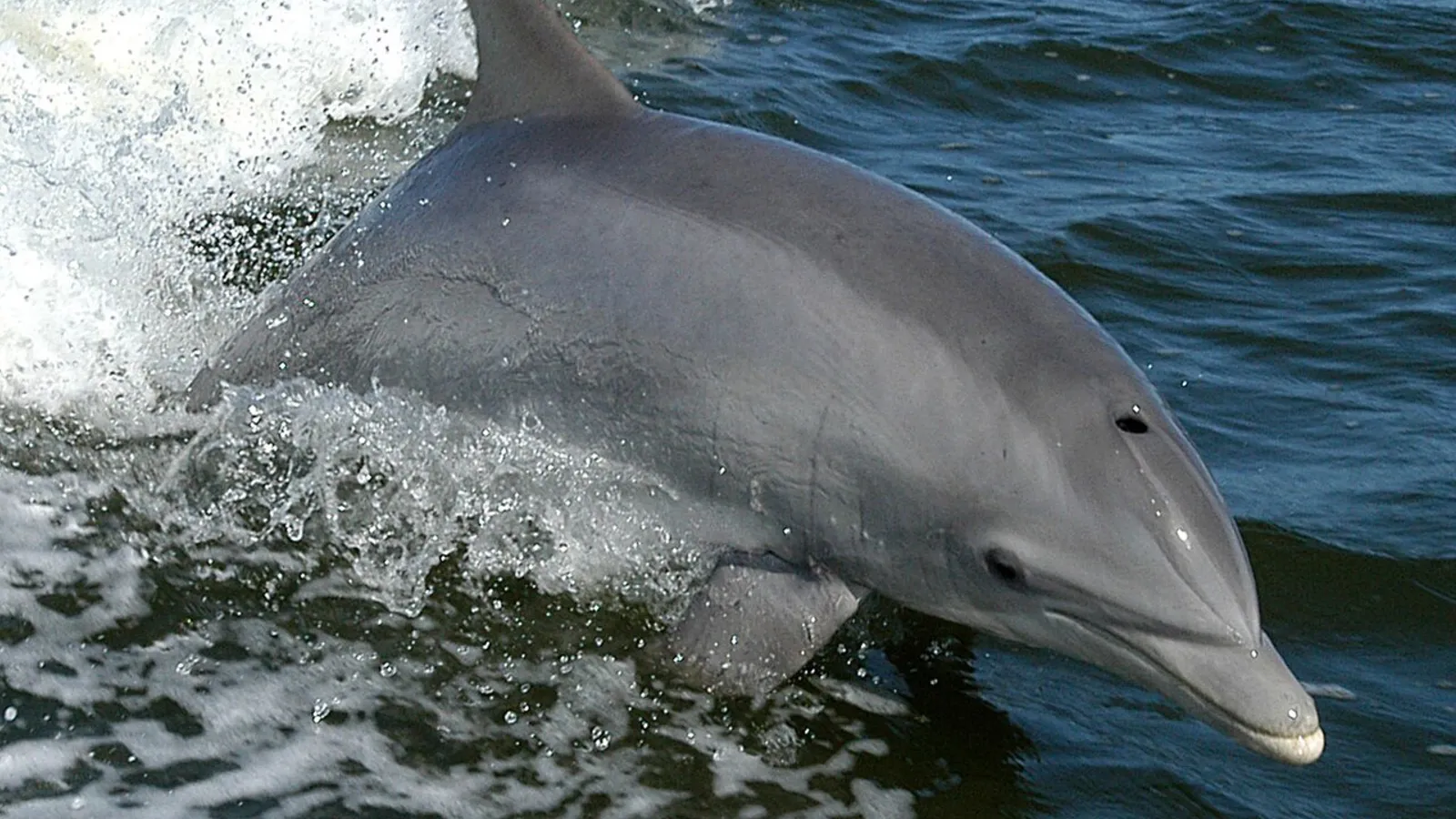 Common bottlenose dolphin (Tursiops truncatus)
