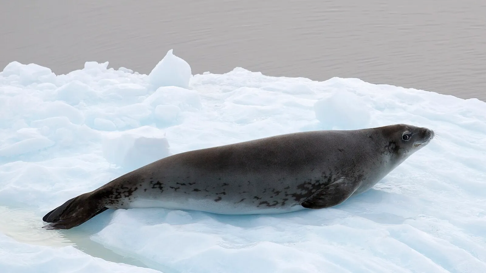Foca leopardo (Hydrurga leptonyx)