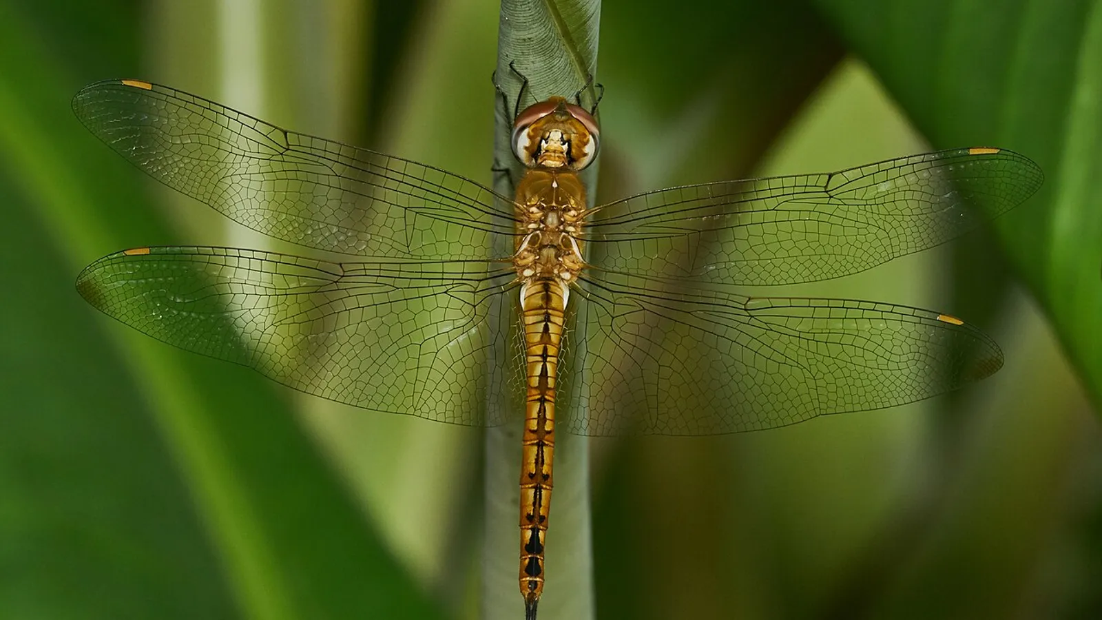 Libellula globetrotter (Pantala flavescens)