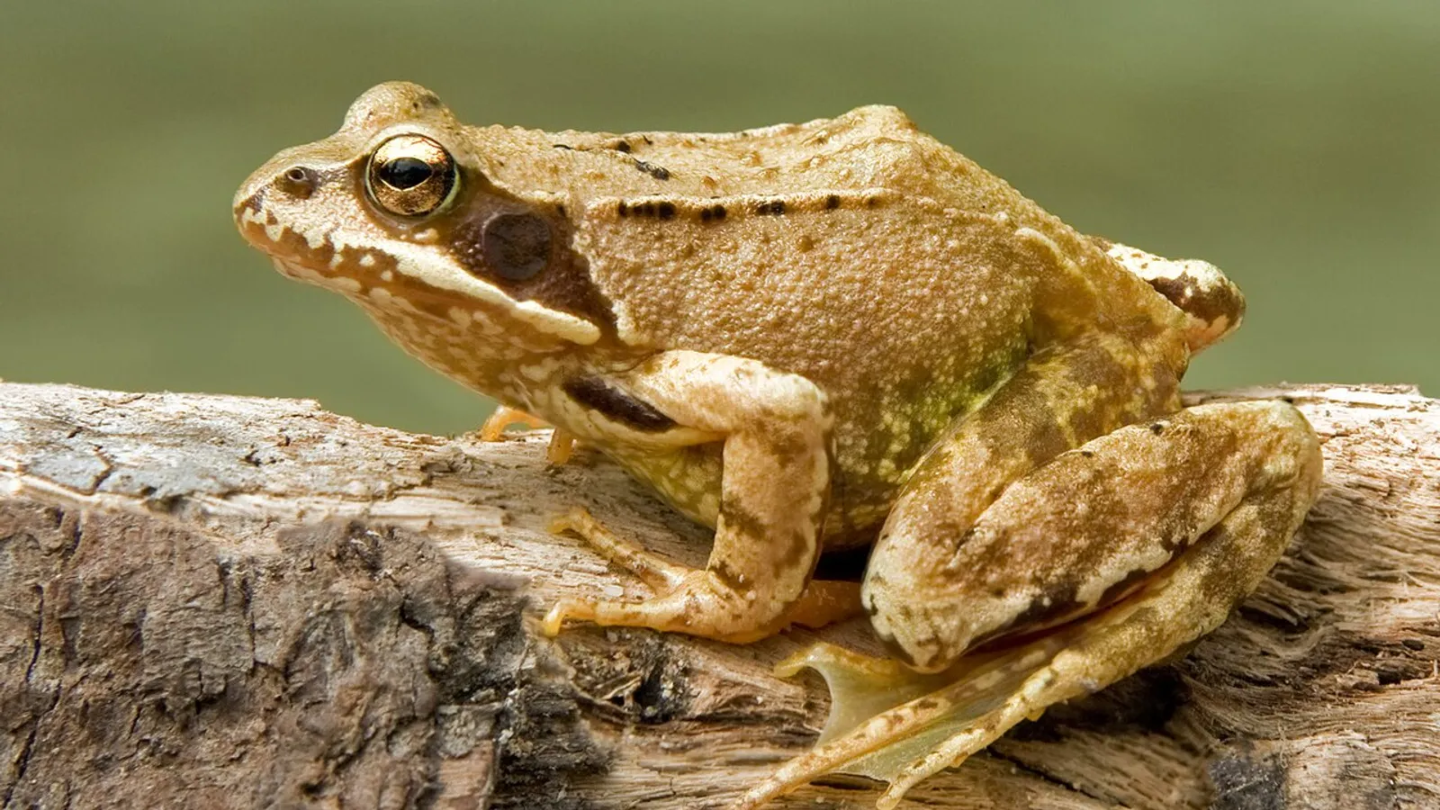 Rana montana (Rana temporaria)