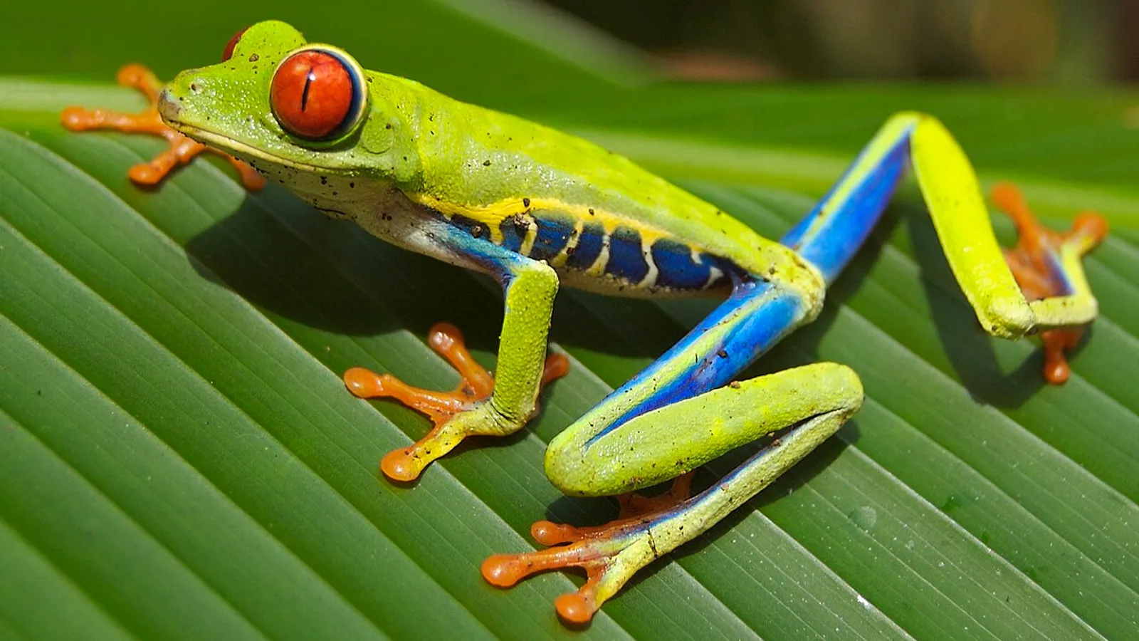 Raganella dagli occhi rossi (Agalychnis callidryas)