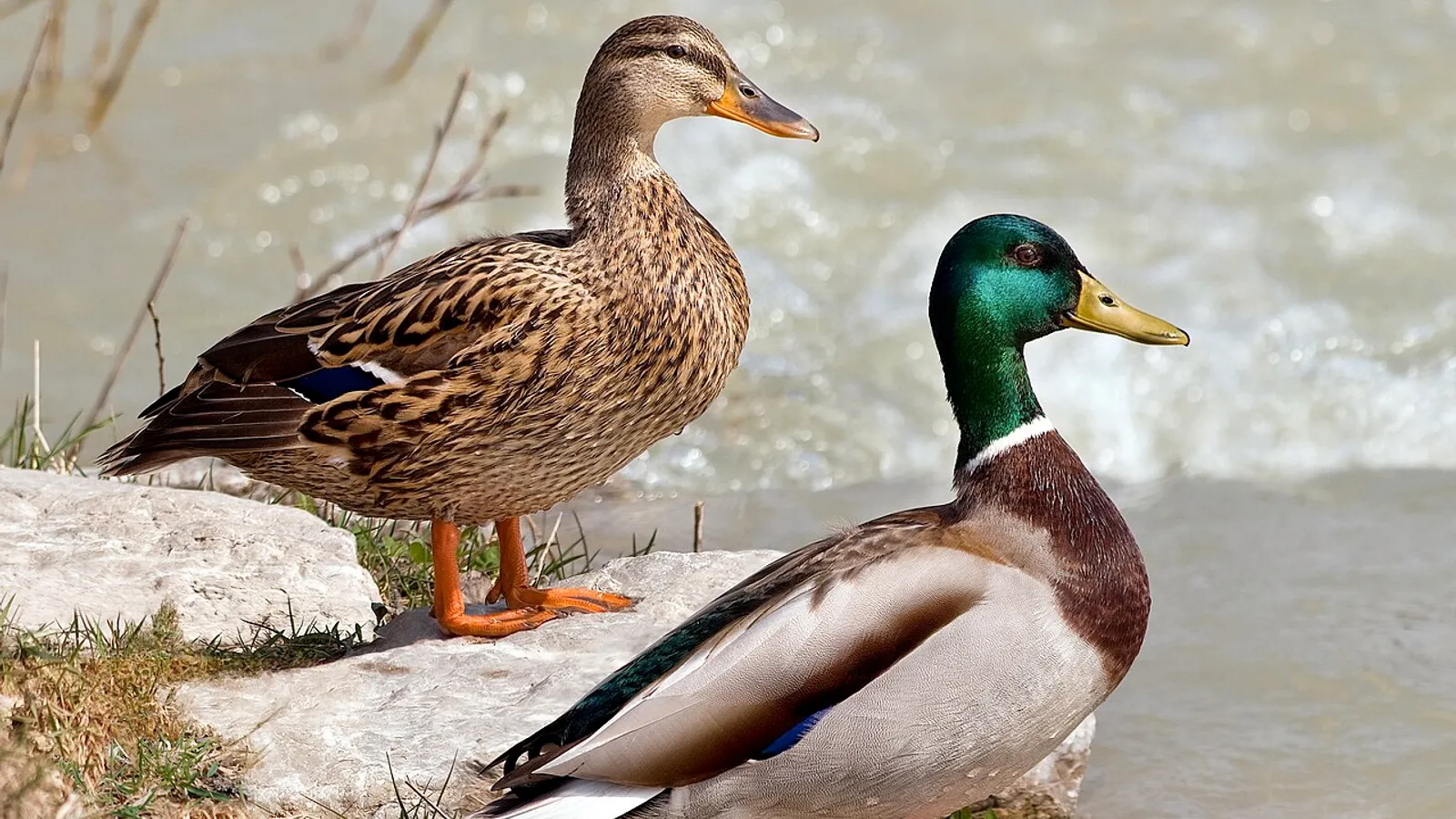 Germano reale (Anas platyrhynchos)