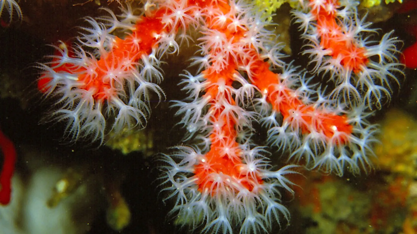Corallo rosso (Corallium rubrum)