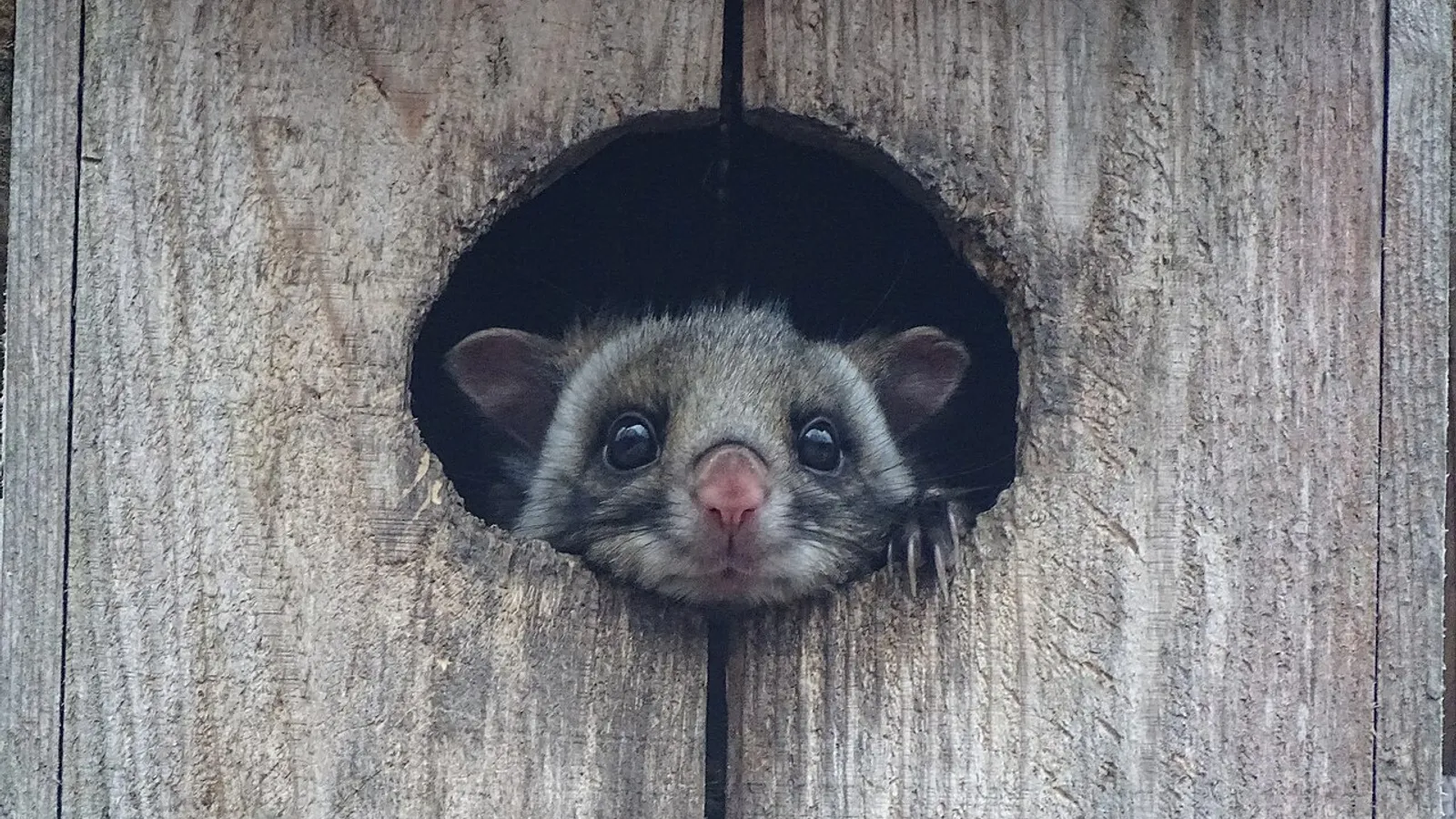 Scoiattolo volante gigante giapponese (Petaurista leucogenys)