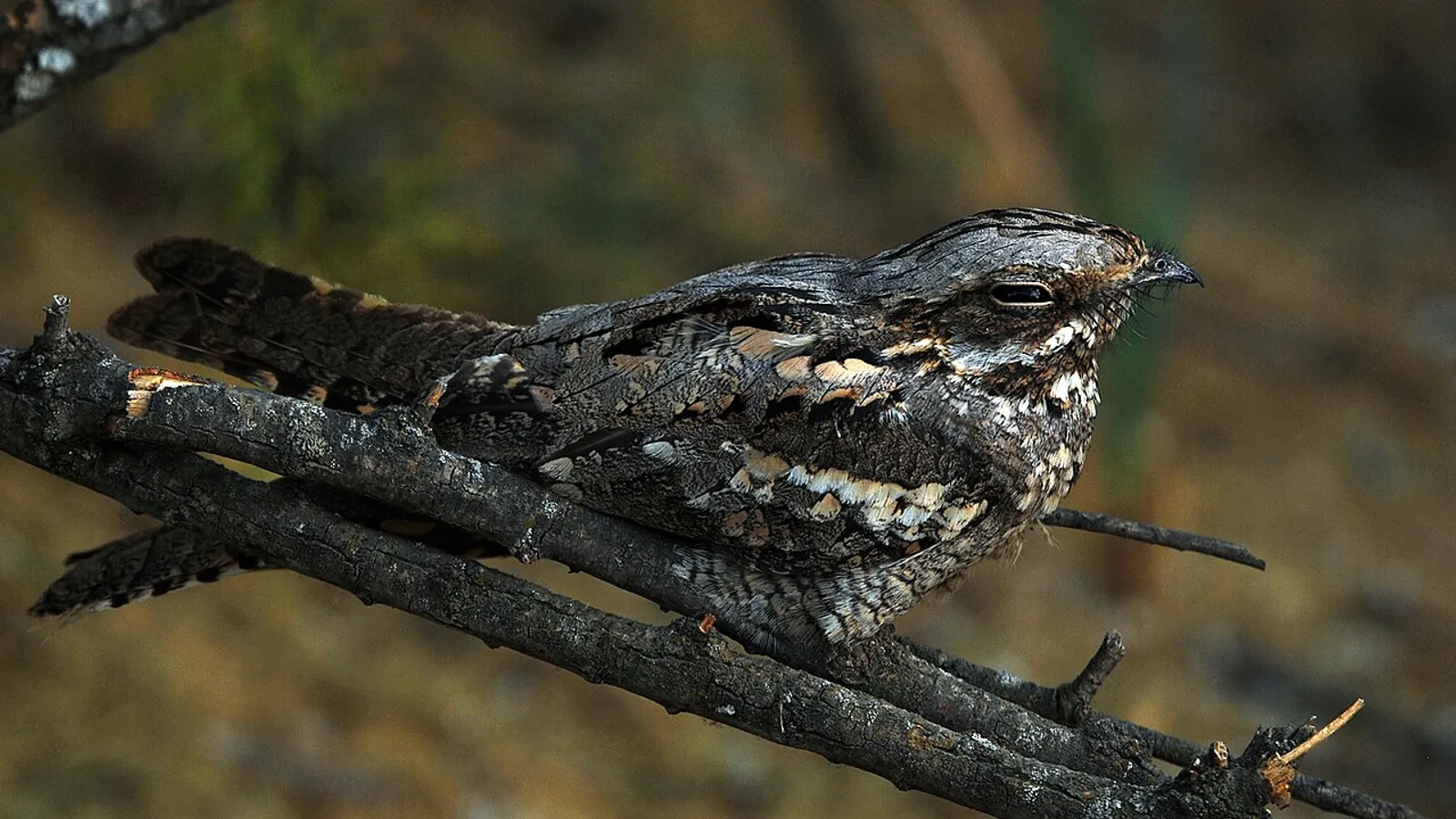 Succiacapre (Caprimulgus europaeus)