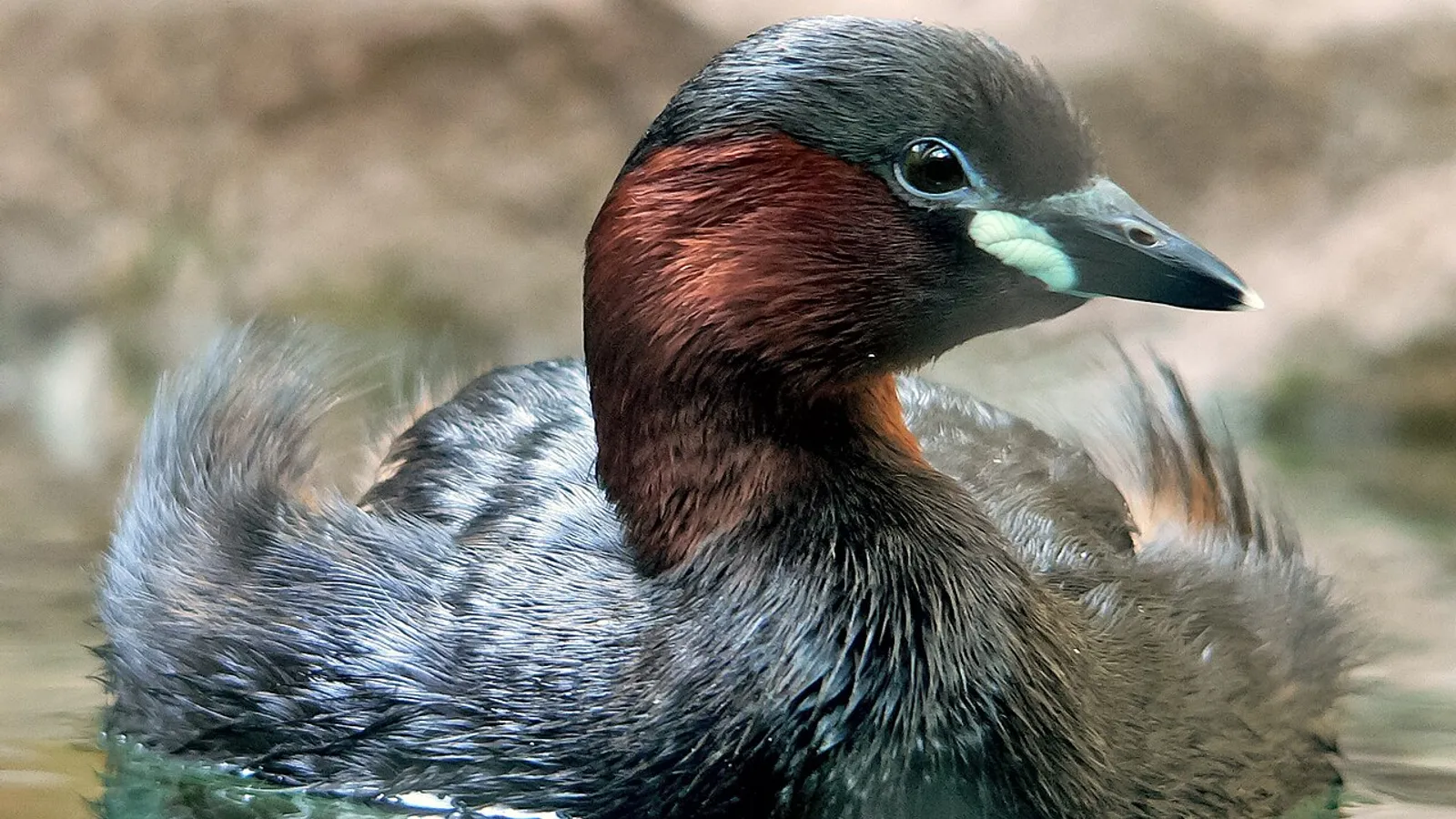 Tuffetto (Tachybaptus ruficollis)