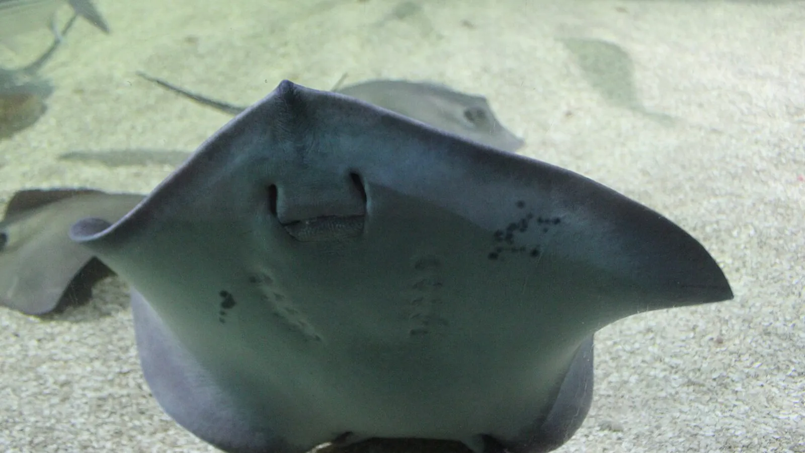 Common stingray (Dasyatis pastinaca)