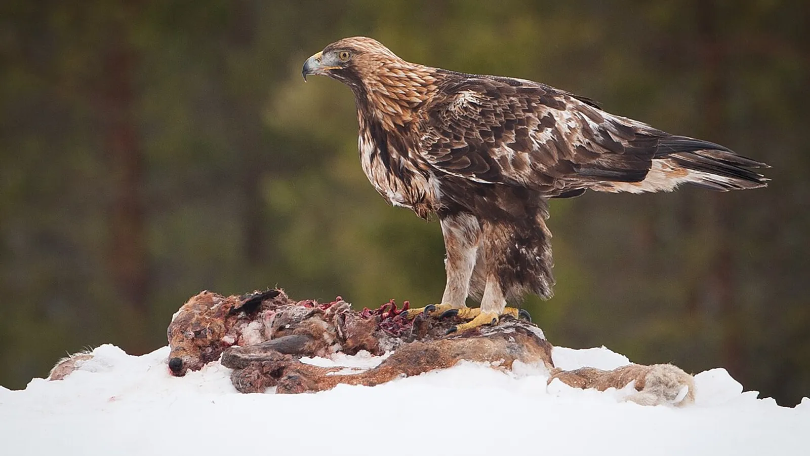 Aquila reale (Aquila chrysaetos)