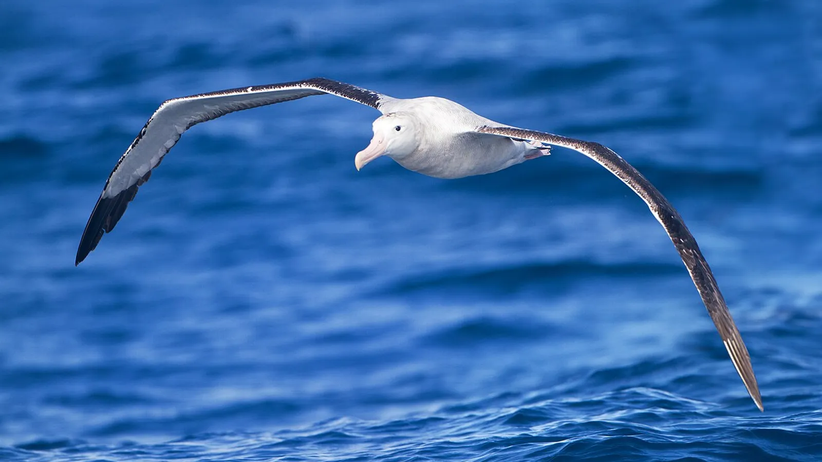 Albatro urlatore (Diomedea exulans)