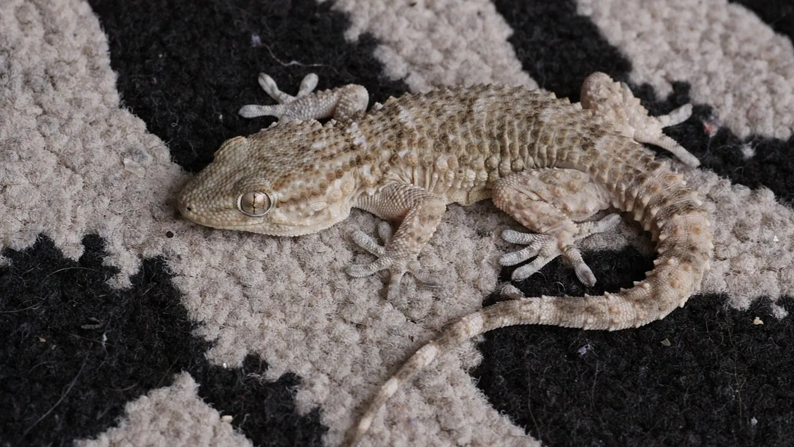 Geco comune (Tarentola mauritanica)