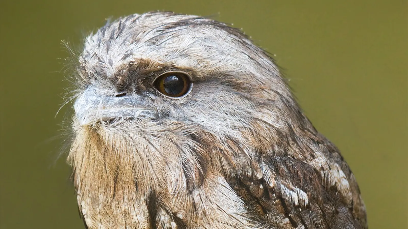 Podargo australiano (Podargus strigoides)