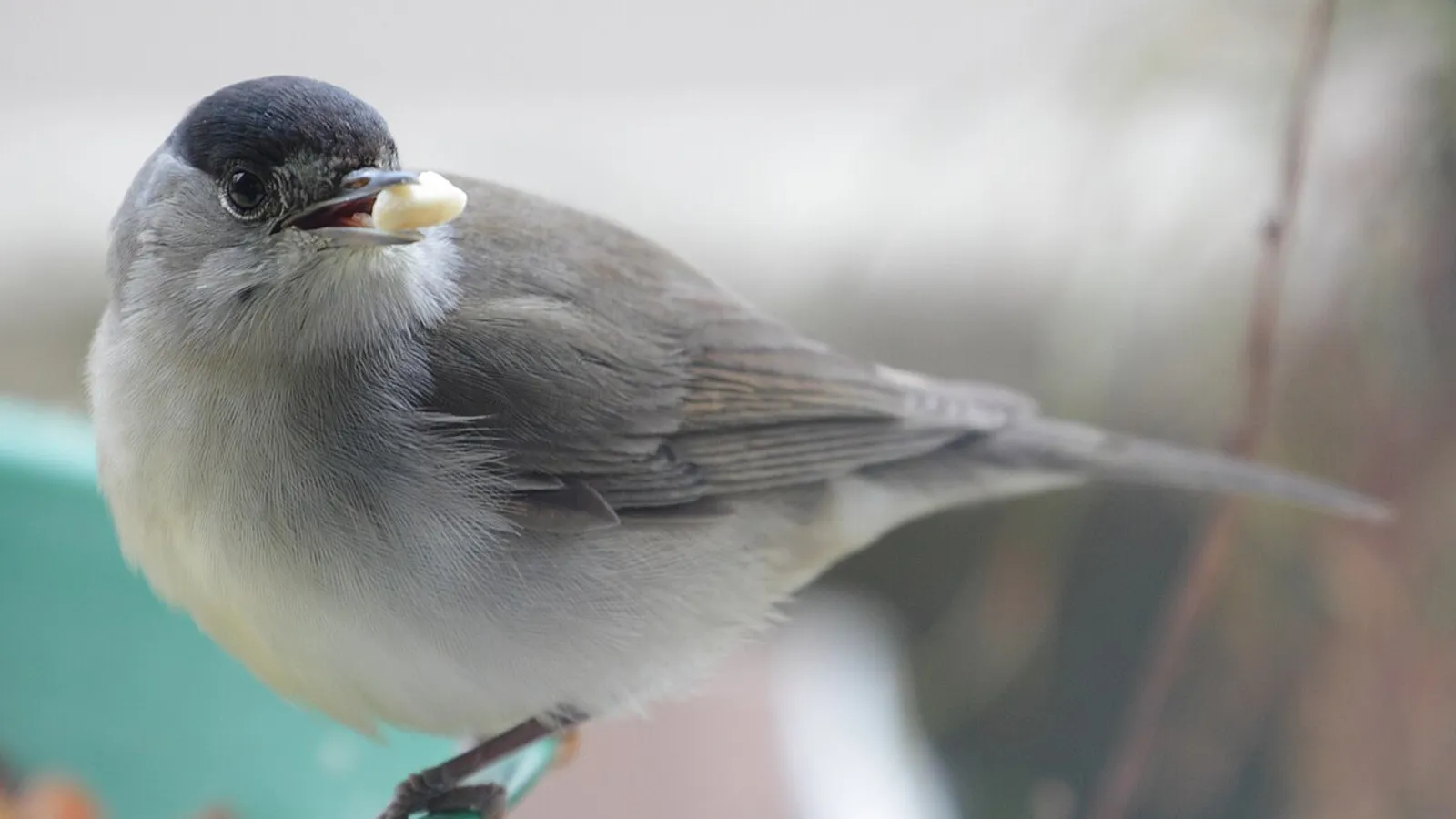 Capinera (Sylvia atricapilla)
