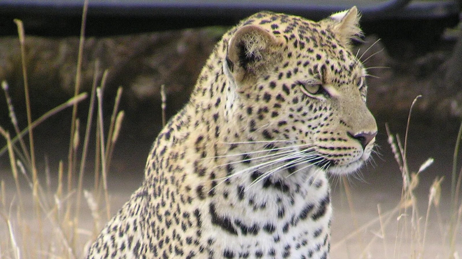 Leopardo (Panthera pardus)