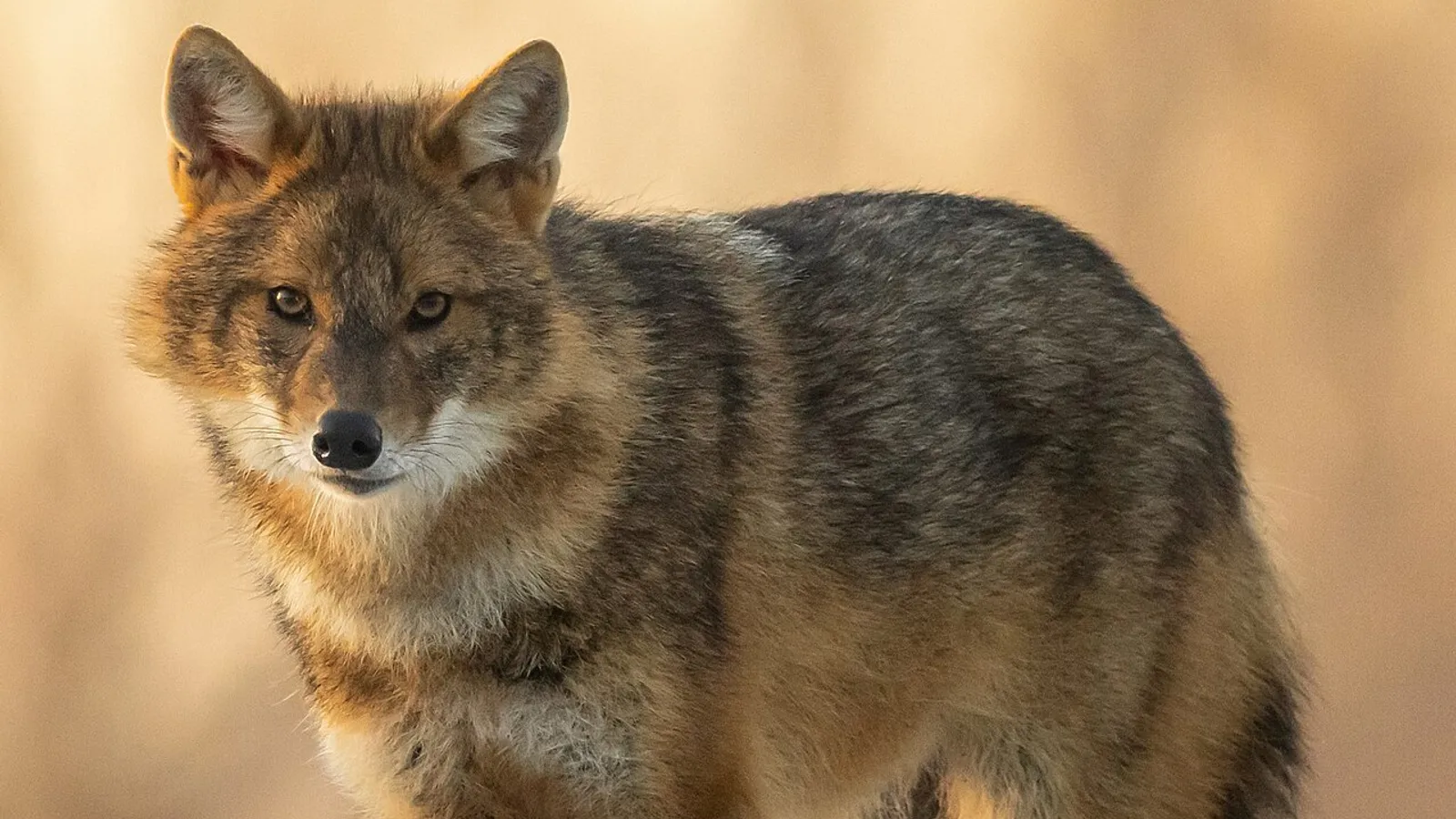 Golden jackal (Canis aureus)
